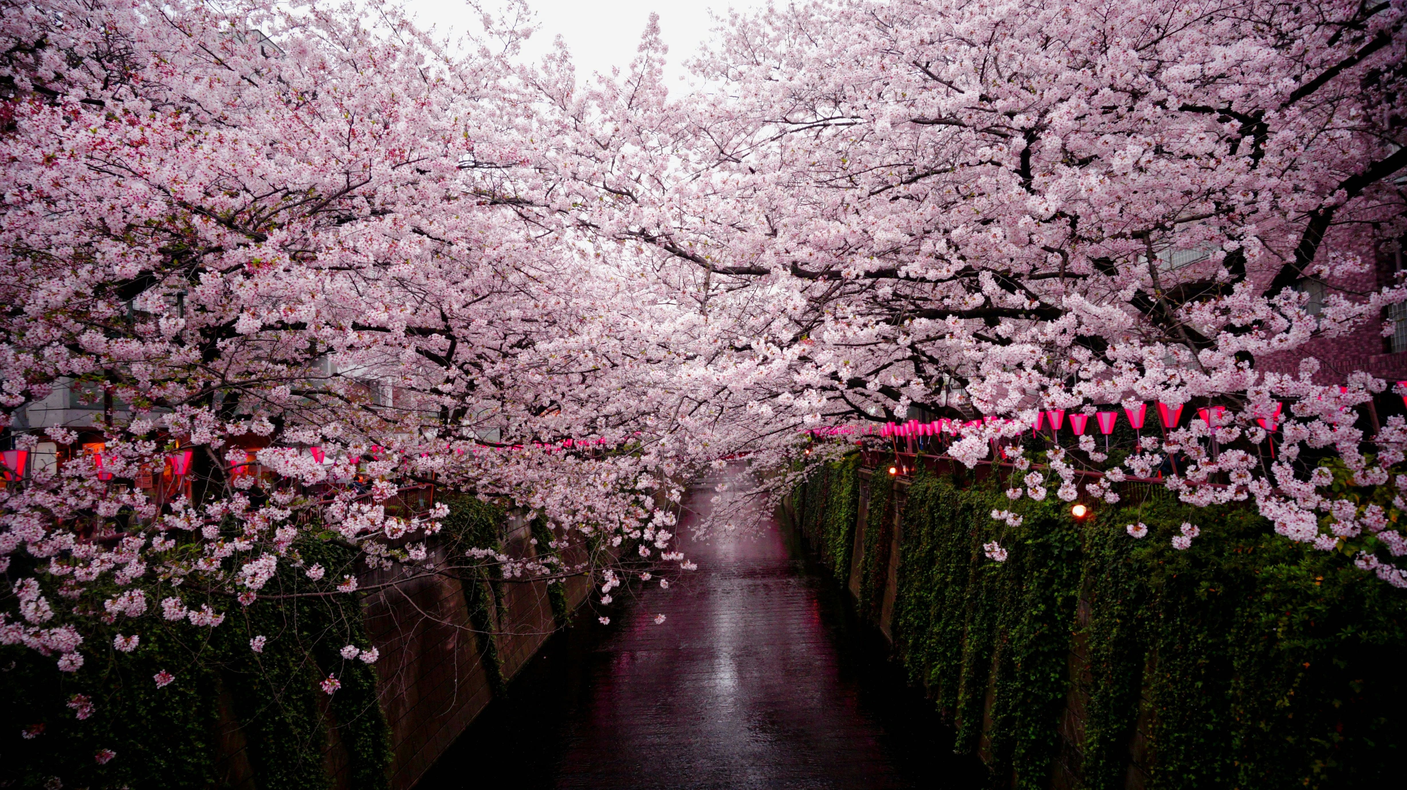 Cherry Blossom Japan